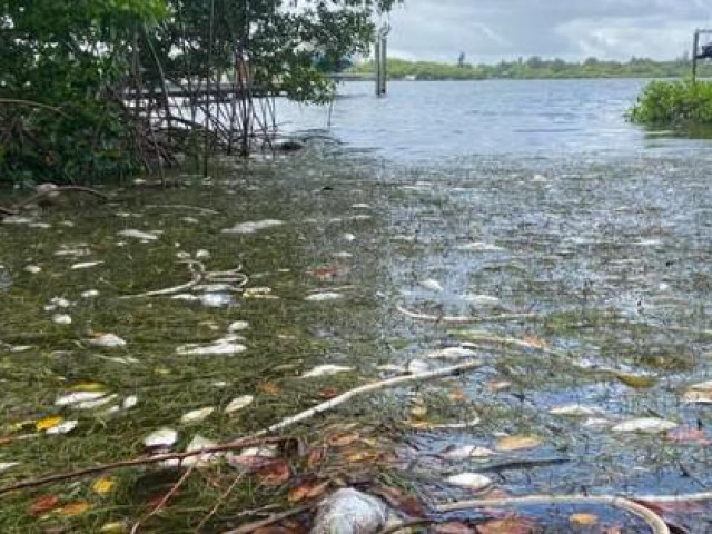 Thế giới - Mỹ: "Thủy triều đỏ" dữ dội làm chết 600 tấn cá ở bang Florida