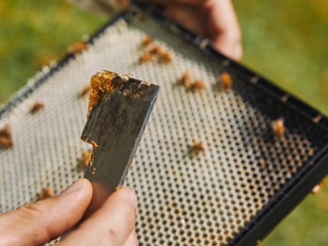 Thị trường - Tiêu dùng - Thứ mọc hoang dại nghìn năm hóa ra là "mỏ vàng", thu hoạch bán tiền triệu