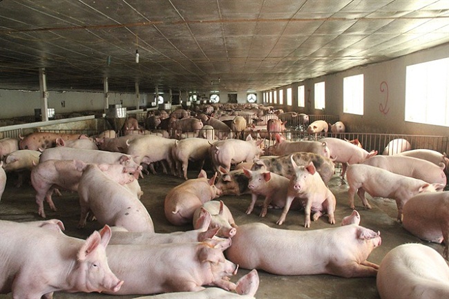 Giá lợn hơi đồng loạt giảm tại nhiều địa phương