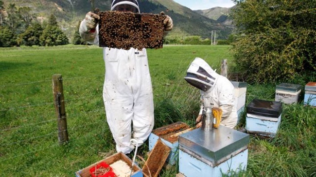 New Zealand là nước sản xuất mật ong Manuka lớn nhất thế giới, giá trị xuất khẩu 204 triệu USD, có thể đạt mức 800 triệu USD năm 2028.
