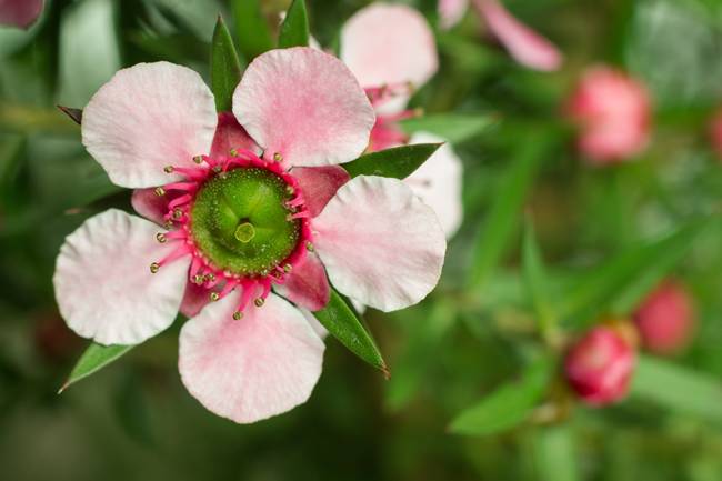 Mật ong Manuka được tạo ra từ mật của hoa&nbsp;Leptospermum scoparium nổi tiếng ở New Zealand.
