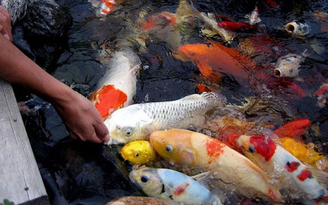 Cá chép thân dài 1m, vảy ánh kim giá 200 triệu đồng - 6
