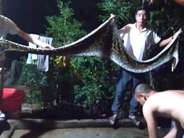 Tin tức trong ngày - Nghệ An: Phát hiện trăn nặng 40kg trong vườn đang nuốt chửng con dê