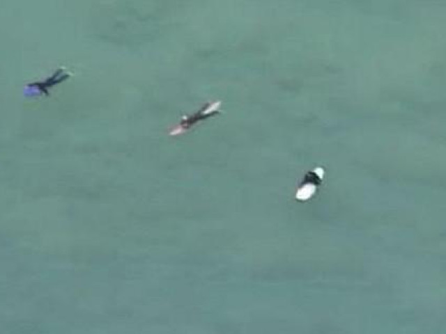 Media - Clip: Thót tim đàn cá mập bơi xung quanh người lướt sóng rình mồi mà không ai hay biết