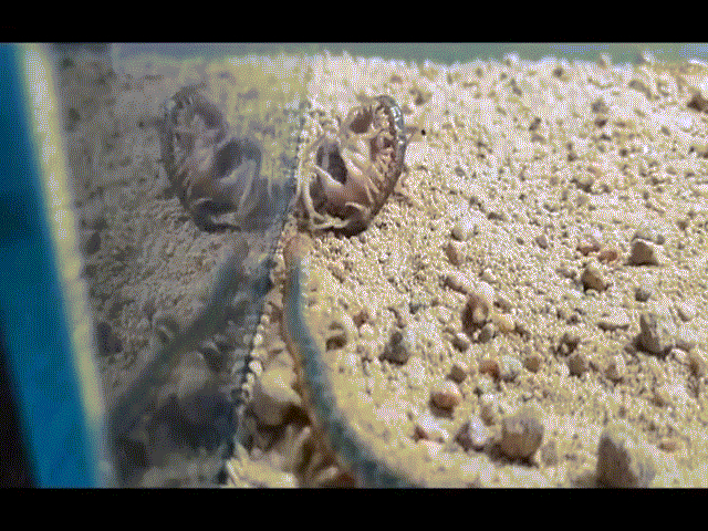 Phi thường - kỳ quặc - Video: 30 phút "tử chiến" của bọ cạp và rết độc, kẻ nào giành chiến thắng?