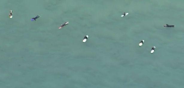 Đám đông người lướt sóng hầu như không biết có cá mập gần đó.