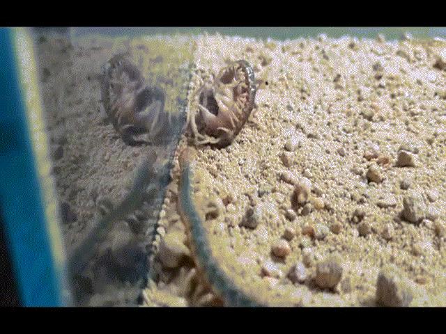 Phi thường - kỳ quặc - Video: 30 phút "tử chiến" của bọ cạp và rết độc, kẻ nào giành chiến thắng?