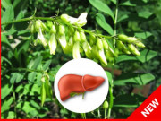 Bật mí bí kíp giúp vượt qua "Viêm gan, Xơ gan" phục hồi khỏe mạnh