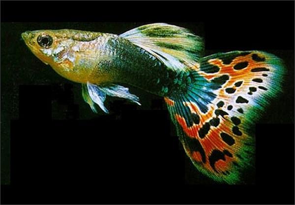 Cá bảy màu có tên khoa học là Poecilia Recticulata. Được tìm thấy vào năm 1859, chúng được du nhập sang Âu châu năm 1861 và từ đó phát tán đi khắp nơi trên thế giới.