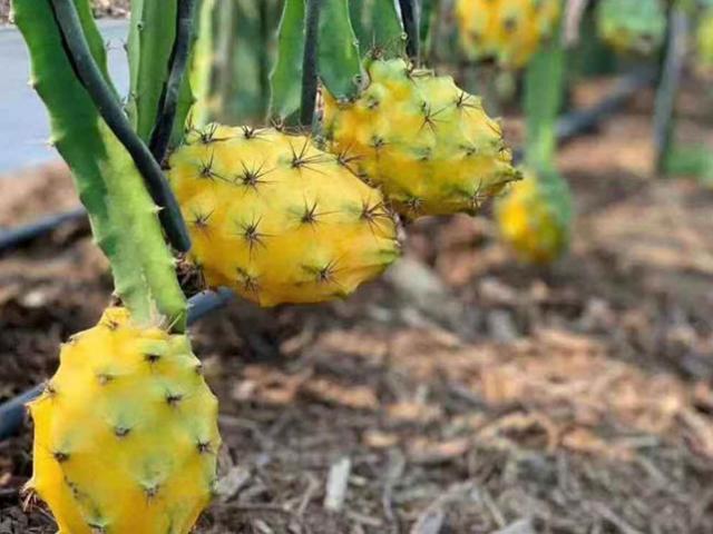 Ẩm thực - Loại quả này ở TQ được ví như "quả tổ yến", màu sắc độc đáo khiến nó luôn cháy hàng