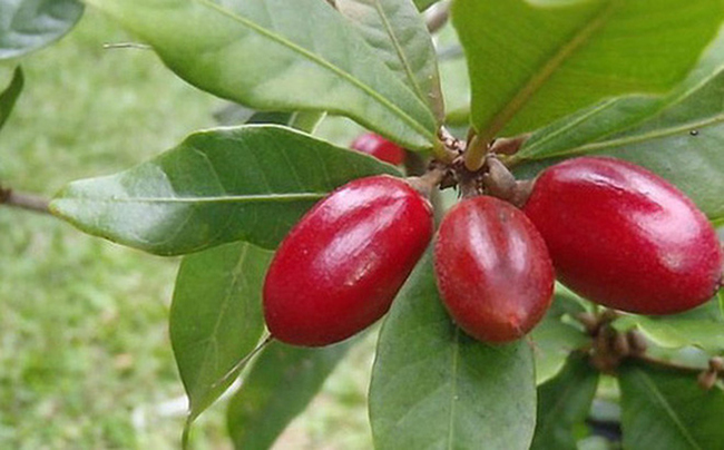 Quả thần kỳ thuộc họ Sapotaceae, khi chín có màu đỏ mọng, mọc thành từng chùm 3-5 quả, kích thước nhỏ như trái nho.
