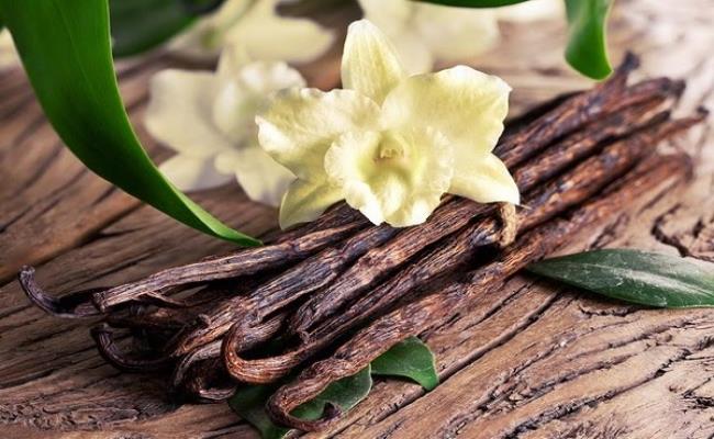 Vanilla tự nhiên có thời gian sinh trưởng thuận lợi và điều kiện thu hoạch tốt hơn Saffron nhưng quy trình chế biến khá tốn công.
