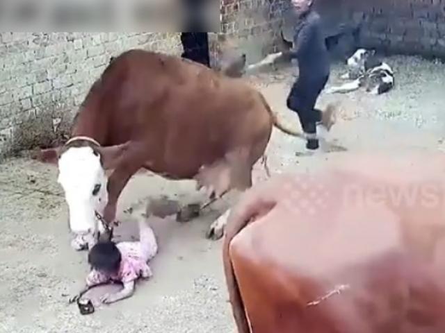 Video - Clip: Cháu gái bị bò tấn công, bà lao vào giải cứu và cái kết thót tim
