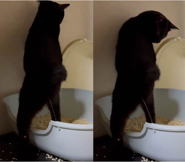 Bạn có biết rằng mèo cũng có thể đi vệ sinh bằng hai chân giống như con người không? Hãy xem hình ảnh đáng yêu này của mèo khi chúng đi vệ sinh và khám phá nét hài hước và thông minh của chúng.