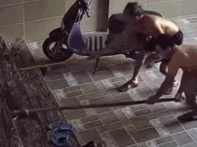 Media - Clip: Rắn bò vào nhà dân, điên cuồng tấn công người khi bị khống chế