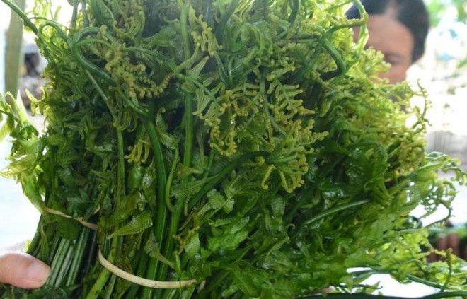 Rau dớn chỉ thích hợp với môi trường hoang dã như khe suối, dưới các tán rừng thấp có độ ẩm cao, nên ít khi trồng được. Mùa nắng, rau rất hiếm. Khi cơn mưa giao mùa xuất hiện, rau dớn chen nhau mọc lên tươi tốt, đâm chồi nẩy lộc trong suốt mùa mưa. Sau mỗi đợt hái, khoảng 5 ngày sau, người dân lại đến hái đợt hai.