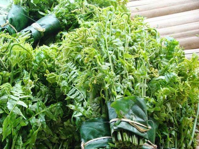 Bởi chỉ sinh trưởng và phát triển trong rừng nên trước đây rau dớn chỉ xuất hiện trên mâm cơm của người Cơ Tu, H’mông… Cuối năm, người Cơ Tu thường vào rừng hái rau dớn về để dành ăn trong dịp Tết. Nó không những được xem là vua của các loại rau mà còn là món đặc sản để đãi khách trong các dịp lễ hội.
