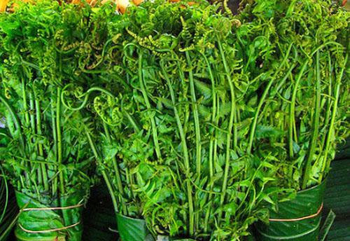 "Dù giá thành của những loại rau này không hề rẻ, có loại giá đến 200.000 đồng một kg tuy nhiên, vì là rau sạch và ông xã thích ăn nên tôi thường xuyên mua về để xào thịt bò hoặc đôi khi làm món nộm. Mùa nào thức đó, mùa măng đắng, gia đình chúng tôi mua măng, mùa rau dớn thì mua rau dớn." - chị Huế nói.