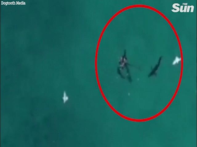 Thế giới - Úc: Ngồi ban công cho flycam lượn trên biển, phát hiện cảnh hãi hùng