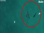 Thế giới - Úc: Ngồi ban công cho flycam lượn trên biển, phát hiện cảnh hãi hùng
