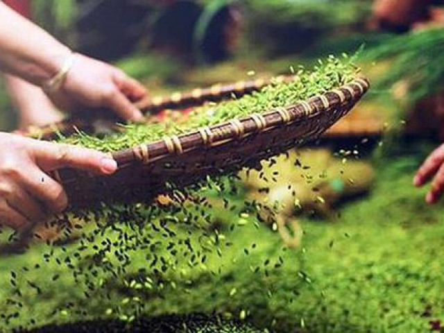 Thị trường - Tiêu dùng - Đặc sản "Hạt ngọc Tây Bắc" chưa bao giờ rẻ như năm nay, người mua ít thì 1kg, người mua 5-7kg về ăn dần