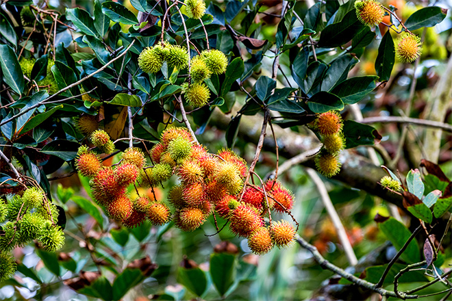 Cặp đôi Kẽm – Bo có vai trò quan trọng trong việc gia tăng chất lượng nông sản cuối cùng.