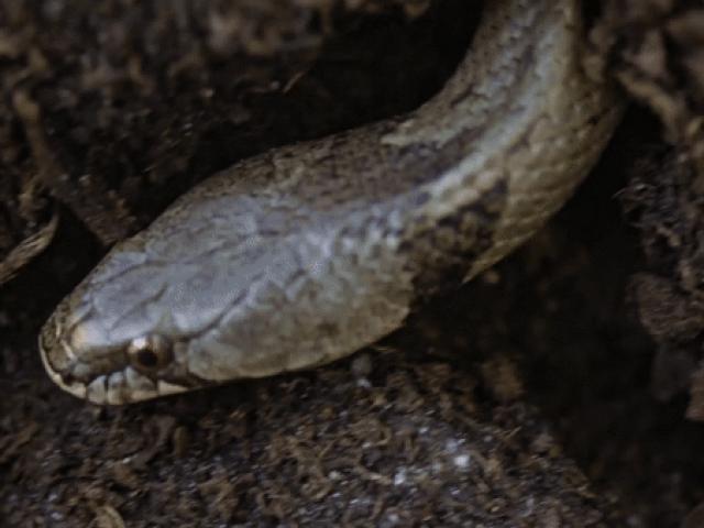 Media - Độc xà kỳ dị chuyên "độn thổ" truy sát con mồi