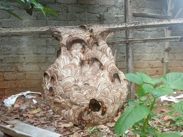 Thị trường - Tiêu dùng - Nuôi ong "tử thần" kịch độc lấy thịt, thương lái lùng mua tận vườn