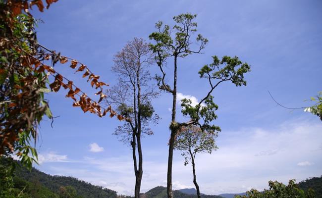 Loại quả biết bay này chính là quả ươi - mọc từ cây thân gỗ cao từ 20-40m.
