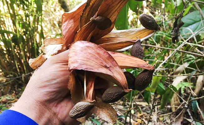 Hạt ươi mang về thu nhập khá ổn định cho người dân địa phương. Tuy nhiên, để nhặt được ươi cũng rất vất vả. Trung bình, mỗi ngày, một người chỉ gom được khoảng 5kg hạt mà thôi.
