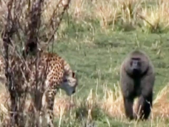 Media - Khỉ đầu chó "hiệp nghĩa" cứu linh dương trước nanh vuốt báo săn