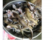 Thị trường - Tiêu dùng - Loài bò sát nhìn tưởng thạch sùng, phơi khô đem bán thu tiền triệu/kg