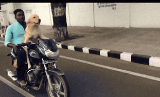 Rùng mình cảnh cho chó “điều khiển” xe máy với tốc độ cao - 1