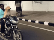 Thế giới xe - Rùng mình cảnh cho chó “điều khiển” xe máy với tốc độ cao