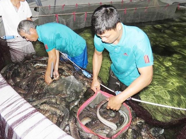 Thị trường - Tiêu dùng - Loài cực quý "ngủ ngày, ăn đêm", ở Việt Nam nuôi rồi bán nửa triệu/kg