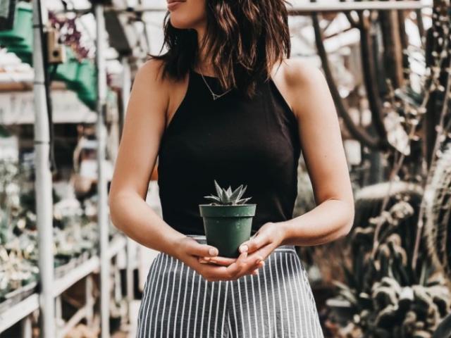 Media - 3 loại cây "thần dược" rất tốt cho sức khỏe nên có ở trong nhà