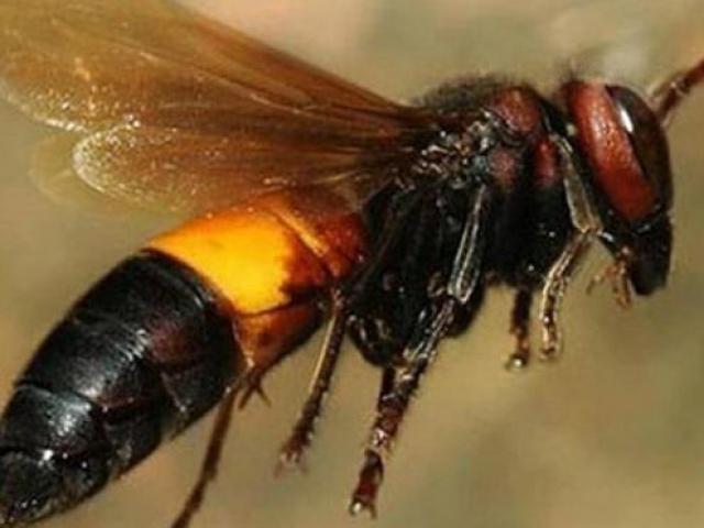 Tin tức trong ngày - Cháu bé 2 tuổi tử vong do ong vò vẽ đốt