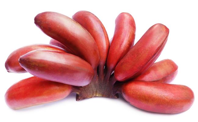 Ngoài chuối xanh và đen, trên thế giới còn có loại chuối có màu đỏ bắt mắt - chuối Dacca. Chúng có xuất xứ từ Australia.
