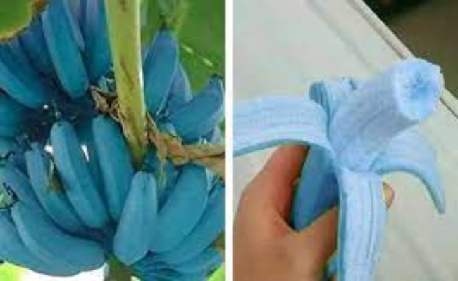 Chuối xanh Java là cây lai tam bội giữa chuối hạt Musa Acuminata và Musa Balbisiana. Chúng có thể phát triển chiều cao từ 4,5m đến 6m.&nbsp;

