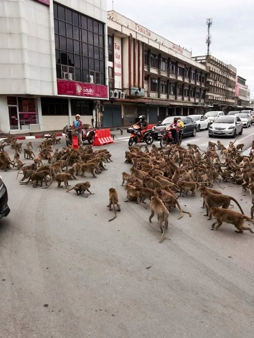 Băng đảng khỉ tràn ra đường phố ở Thái Lan.