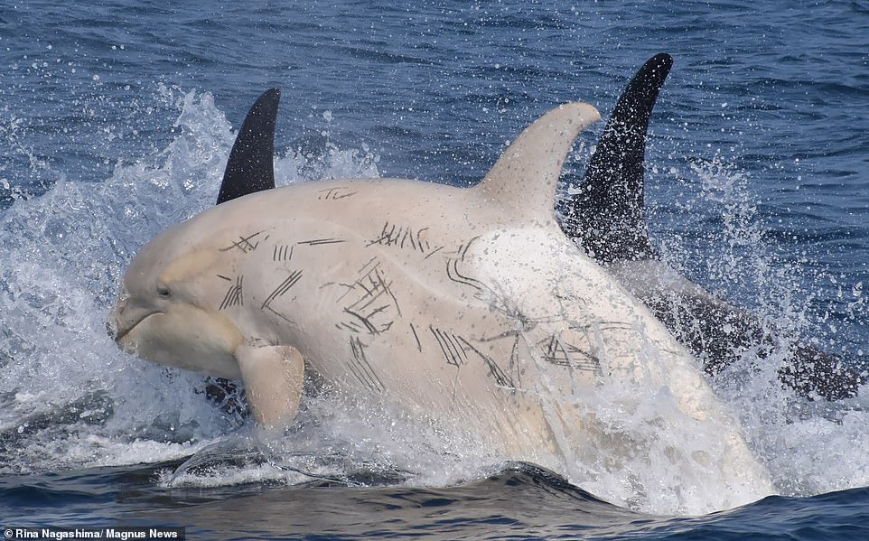 Cá voi sát thủ màu trắng hiếm gặp lộ diện ngoài khơi Nhật Bản.