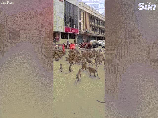 Phi thường - kỳ quặc - Video: "Băng đảng" khỉ tràn ra đường gây náo loạn giữa dịch Covid-19 ở Thái Lan