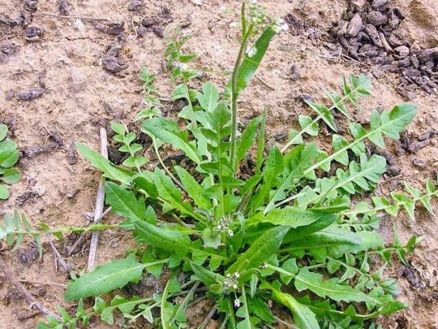 Ẩm thực - 4 loại rau dại tưởng vứt đi lại chế biến thành món "đại bổ"