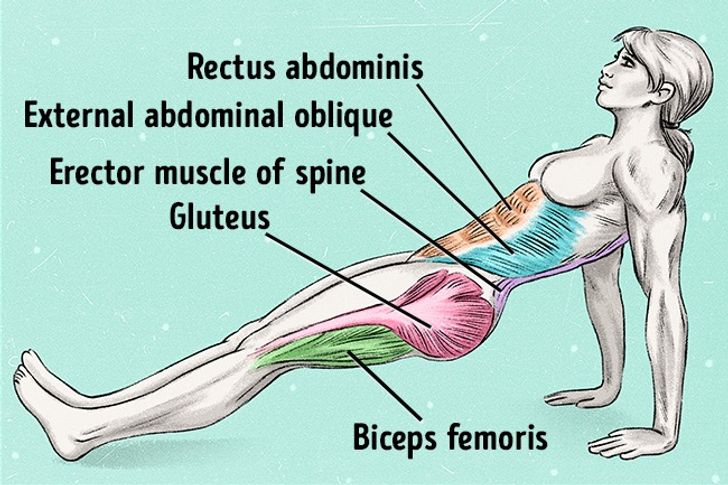 Plank ngược: Bài tập toàn diện giúp bạn có thân hình săn chắc - 1