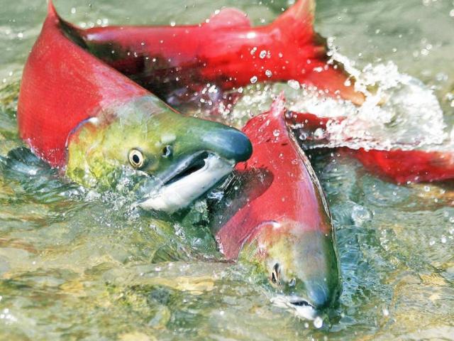 Thế giới - Video: Cá hồi như bị "luộc chín" do nắng nóng kỷ lục ở Bắc Mỹ