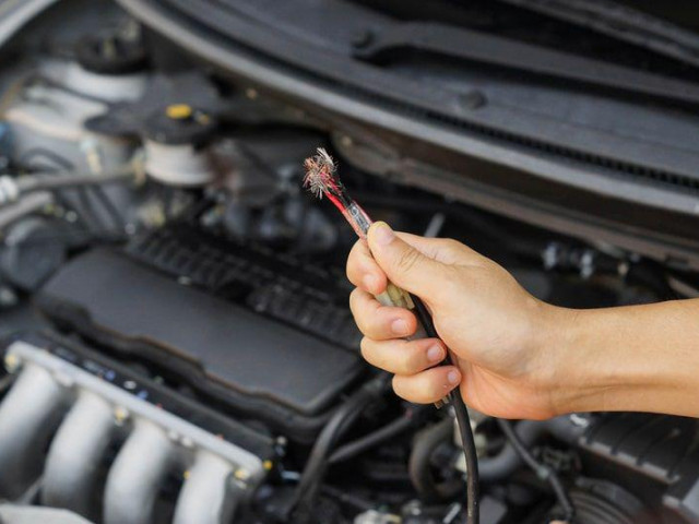 Ô tô - Mất hơn 100 triệu sửa xe vì chuột