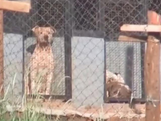 Thế giới - Brazil: Tới gặp bạn trai, người phụ nữ bị 6 con pitbull cắn xé