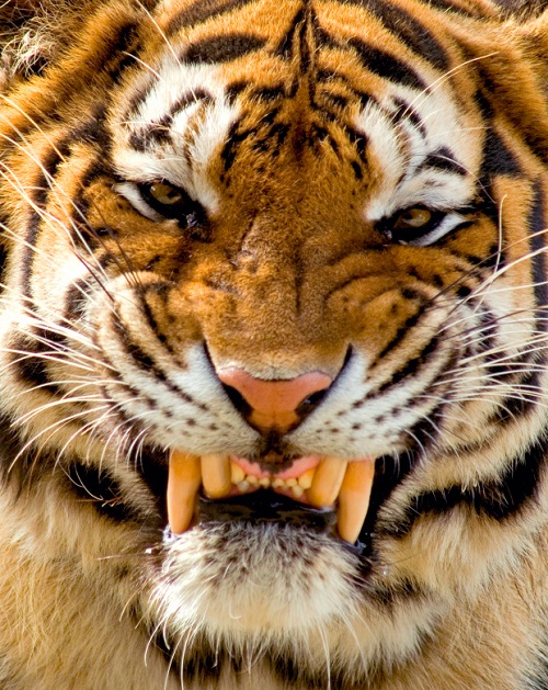 Hổ Siberia với vẻ mặt dữ dằn.