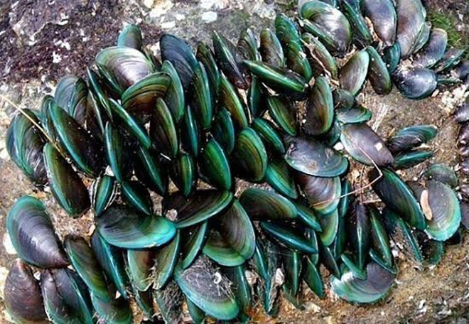 Dầu vẹm xanh giúp cải thiện đau lưng dưới gần mông&nbsp;hiệu quả