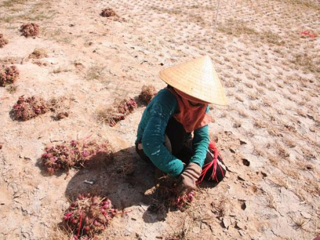 Du lịch - Thăm ''vương quốc hành tỏi'' Lý Sơn